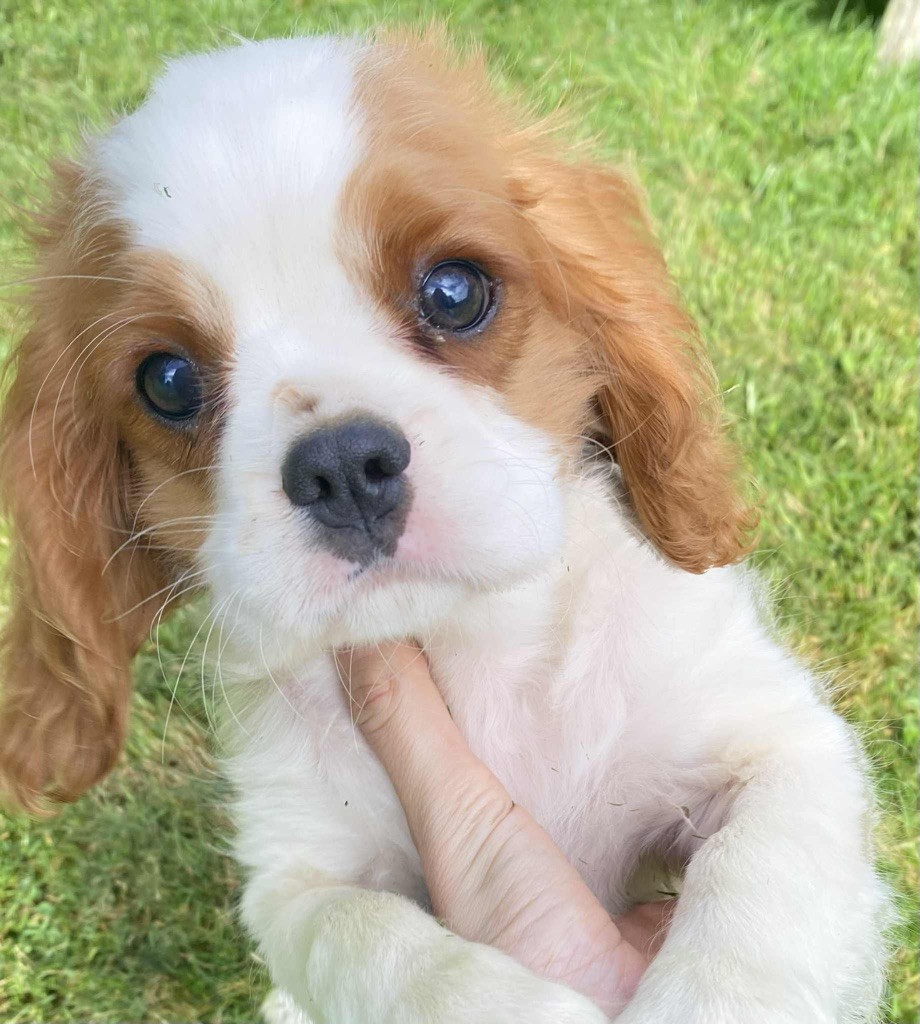 Du Val De Capsil - Chiots disponibles - Cavalier King Charles Spaniel