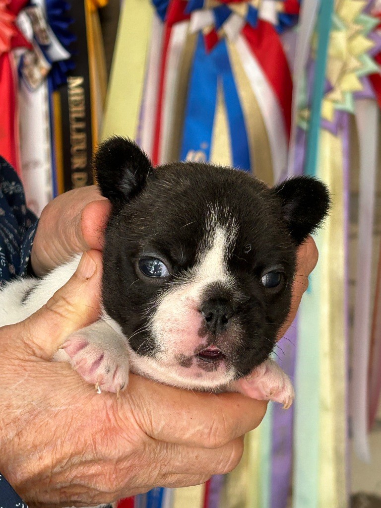Du Val De Capsil - Chiots disponibles - Bouledogue français