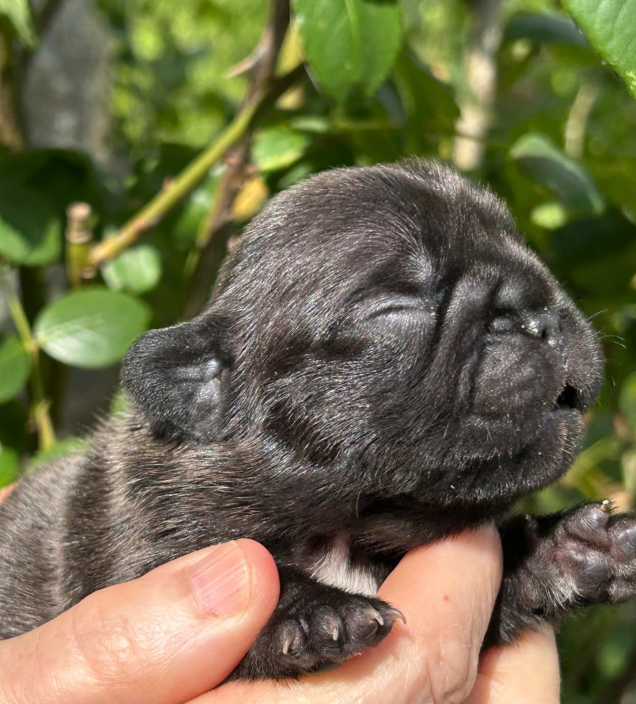 Du Val De Capsil - Chiots disponibles - Bouledogue français