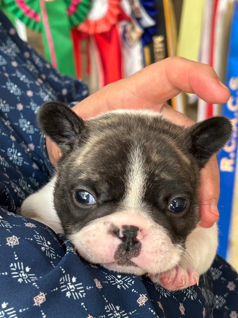 Du Val De Capsil - Chiots disponibles - Bouledogue français