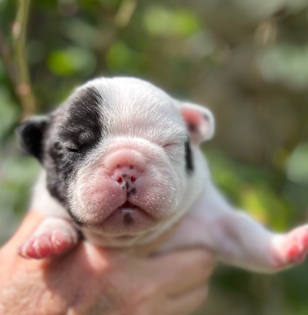 Du Val De Capsil - Chiots disponibles - Bouledogue français