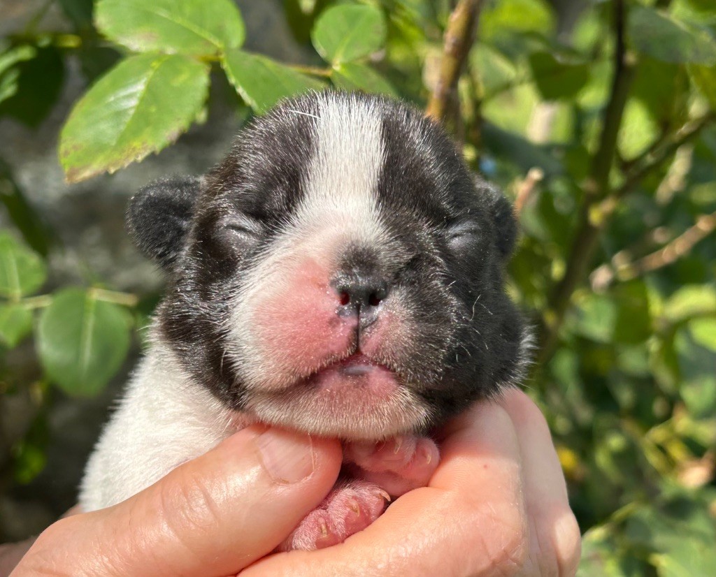 Du Val De Capsil - Chiots disponibles - Bouledogue français