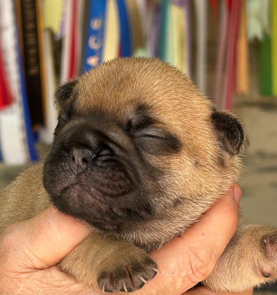 Du Val De Capsil - Chiots disponibles - Bouledogue français