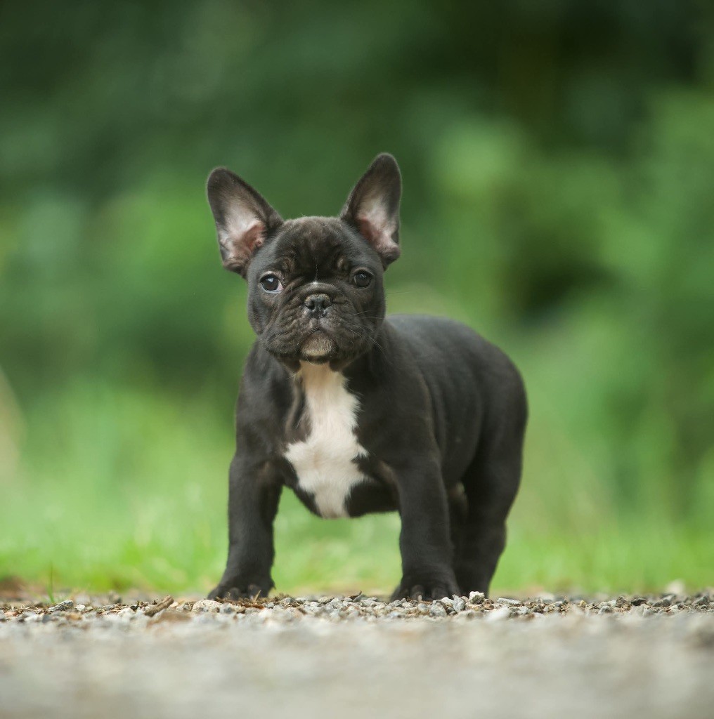 Du Val De Capsil - Chiots disponibles - Bouledogue français