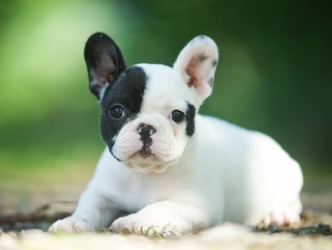 Du Val De Capsil - Chiots disponibles - Bouledogue français