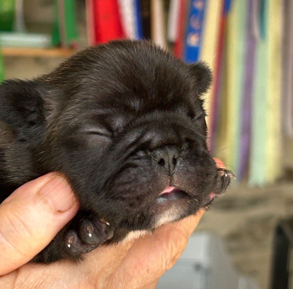 Du Val De Capsil - Chiots disponibles - Bouledogue français