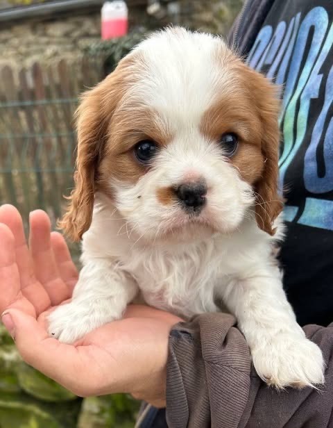 Du Val De Capsil - Chiots disponibles - Cavalier King Charles Spaniel