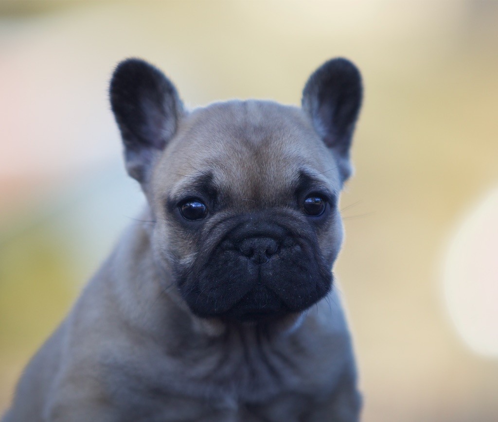 Du Val De Capsil - Bouledogue français - Portée née le 11/10/2020
