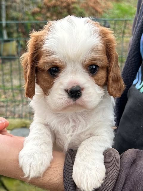 Du Val De Capsil - Chiots disponibles - Cavalier King Charles Spaniel