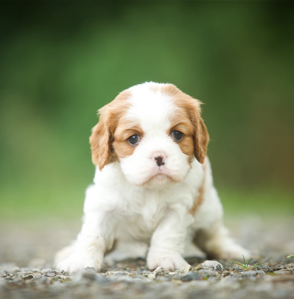 Du Val De Capsil - Chiots disponibles - Cavalier King Charles Spaniel
