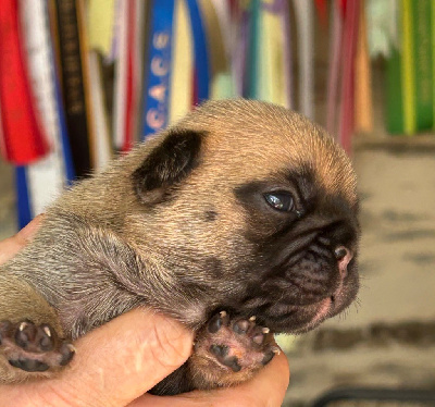CHIOT 1