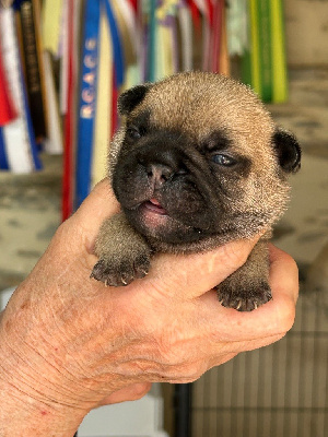 CHIOT 4