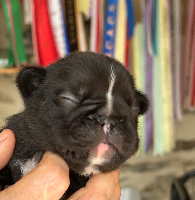 CHIOT