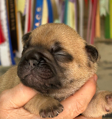 CHIOT 5