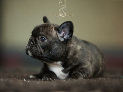 CHIOT 3