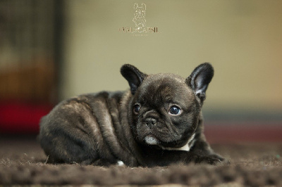 CHIOT 2
