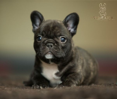 CHIOT 1