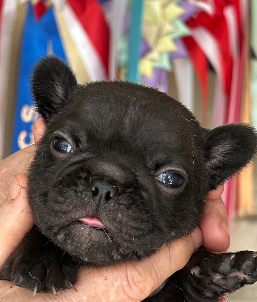 Du Val De Capsil - Chiots disponibles - Bouledogue français