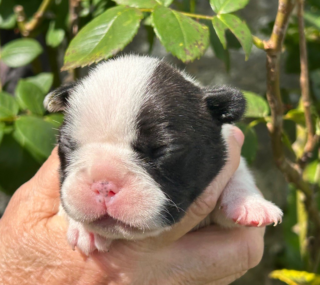 Du Val De Capsil - Chiots disponibles - Bouledogue français