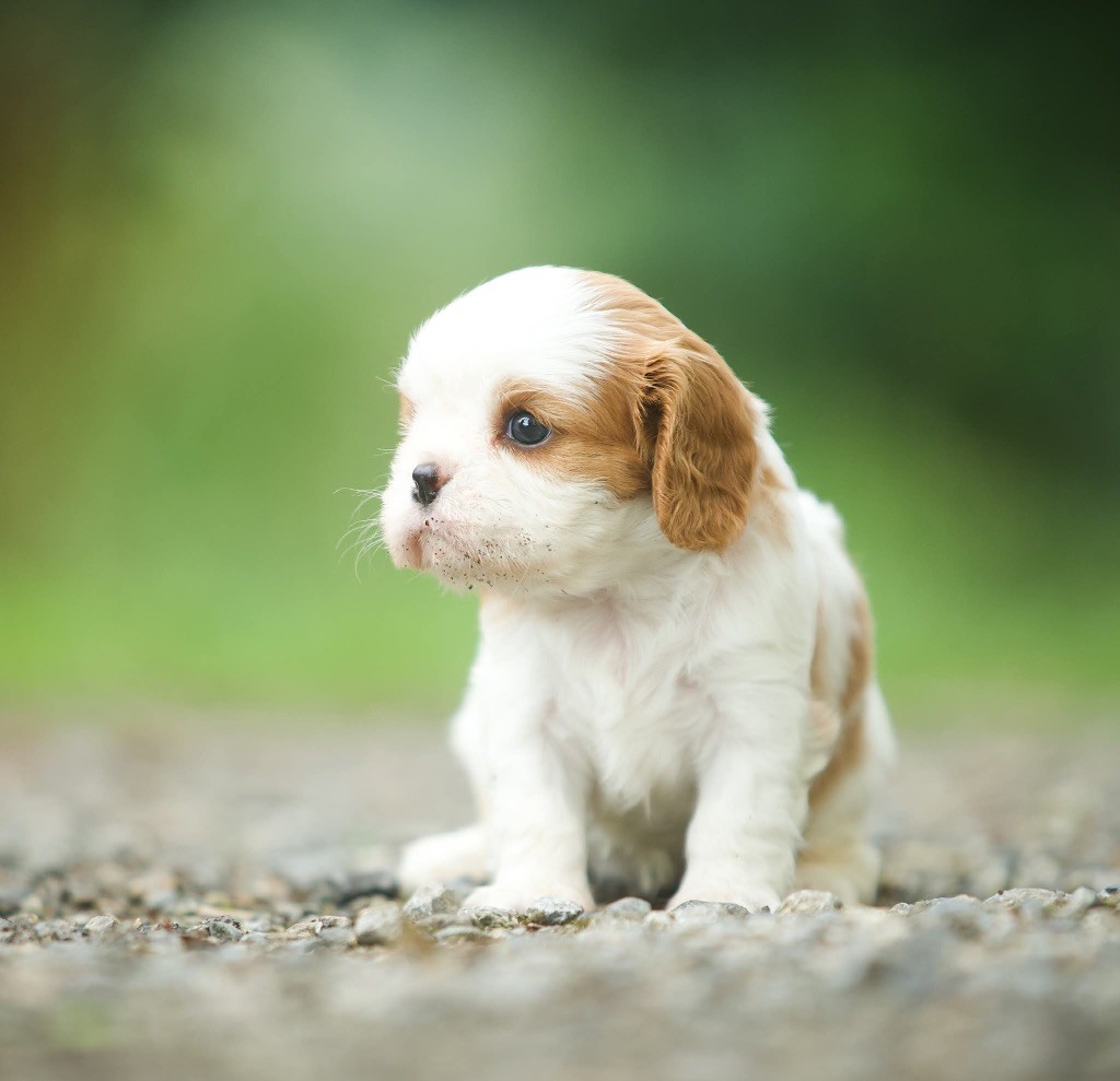 Du Val De Capsil - Chiots disponibles - Cavalier King Charles Spaniel