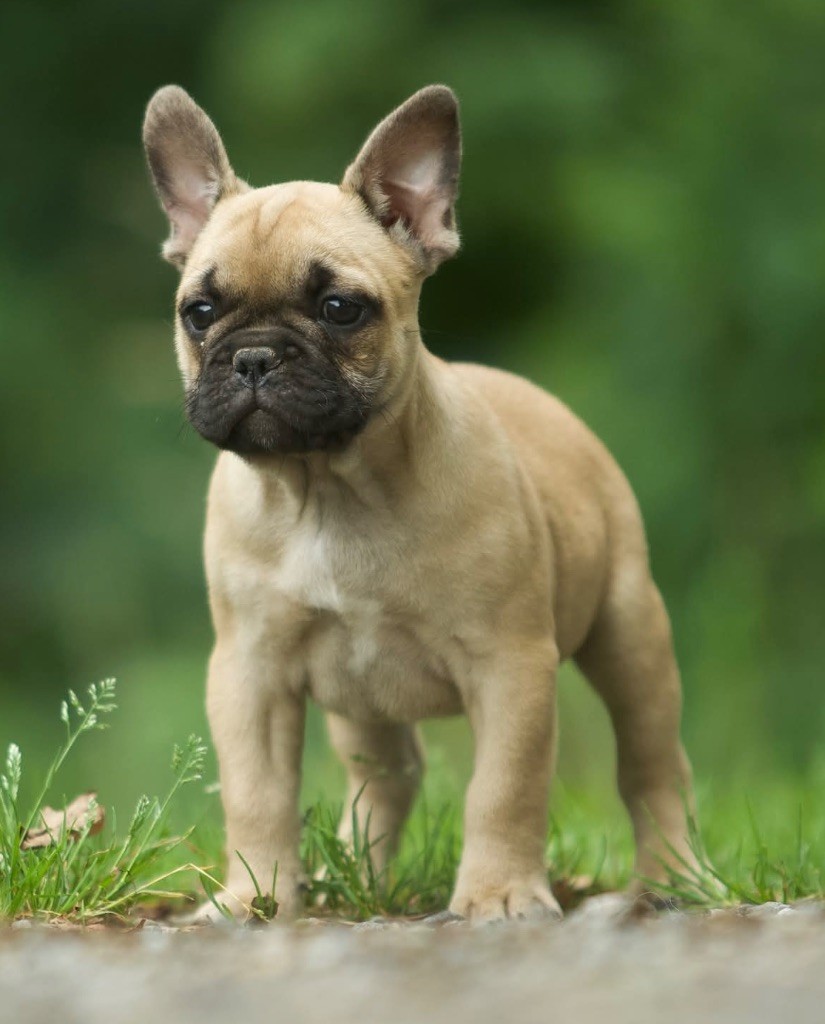 Du Val De Capsil - Chiots disponibles - Bouledogue français