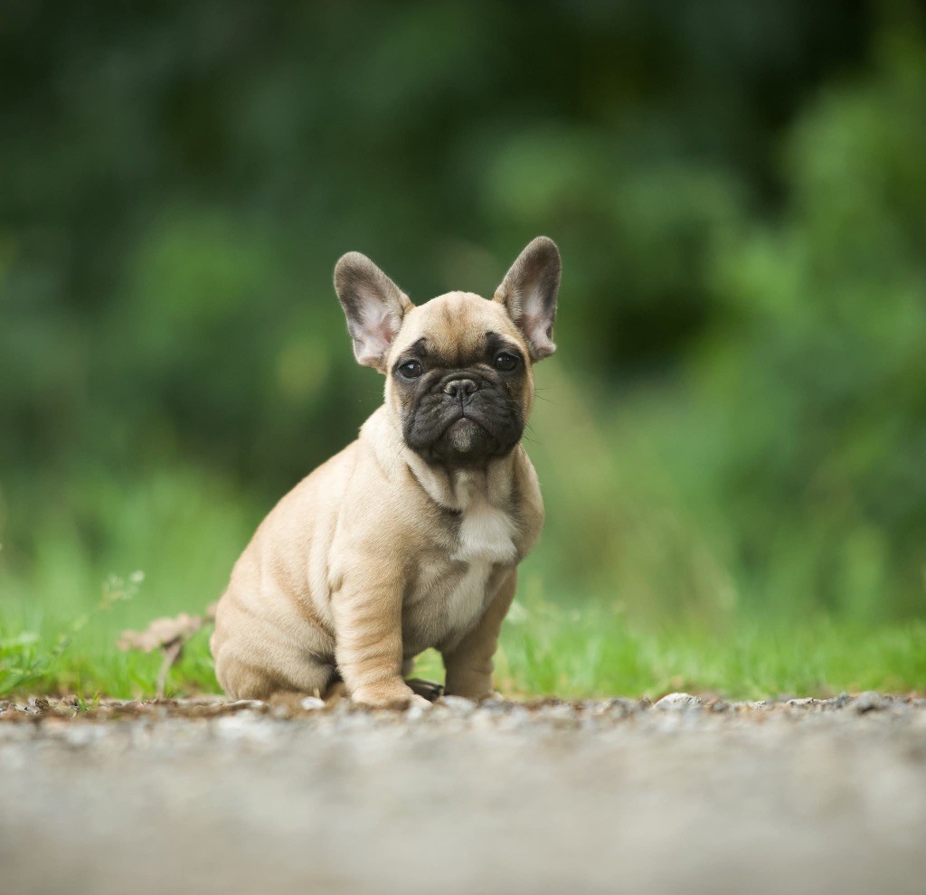 Du Val De Capsil - Chiots disponibles - Bouledogue français