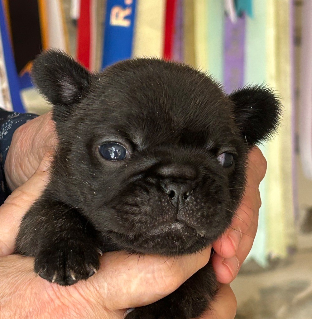 Du Val De Capsil - Chiots disponibles - Bouledogue français