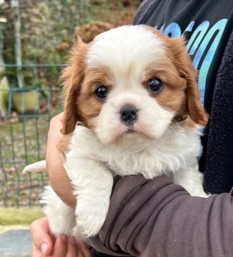 Du Val De Capsil - Chiots disponibles - Cavalier King Charles Spaniel