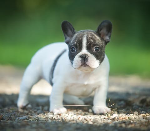 Du Val De Capsil - Chiots disponibles - Bouledogue français