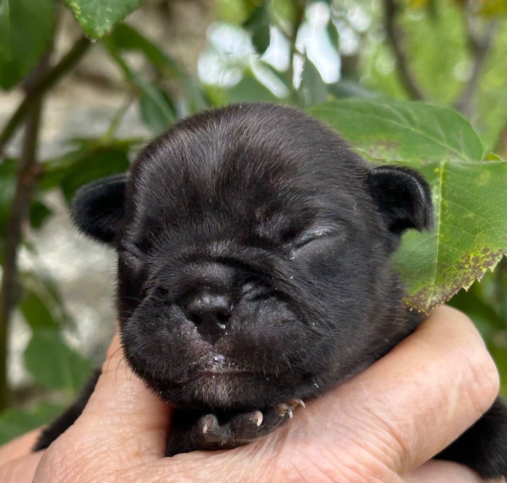 Du Val De Capsil - Chiots disponibles - Bouledogue français