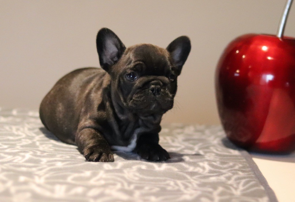 Du Val De Capsil - Bouledogue français - Portée née le 15/10/2024