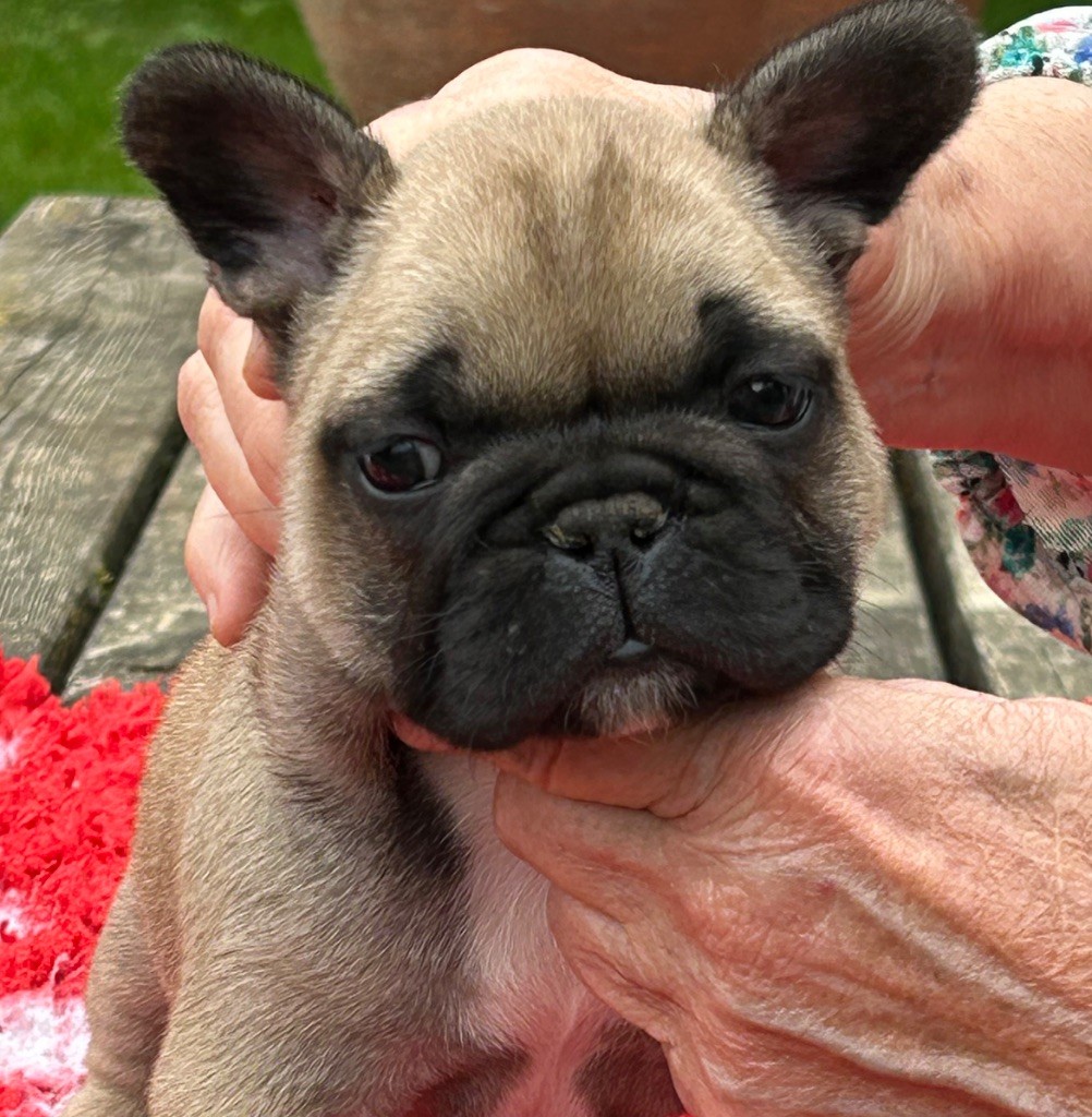 Du Val De Capsil - Chiots disponibles - Bouledogue français