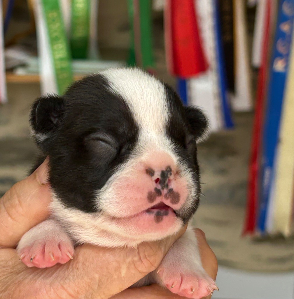 Du Val De Capsil - Chiots disponibles - Bouledogue français