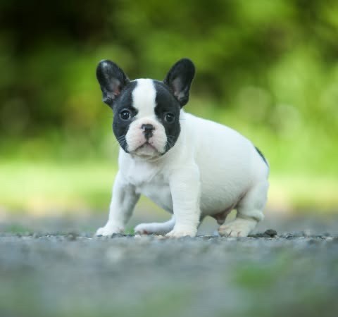 Du Val De Capsil - Chiots disponibles - Bouledogue français