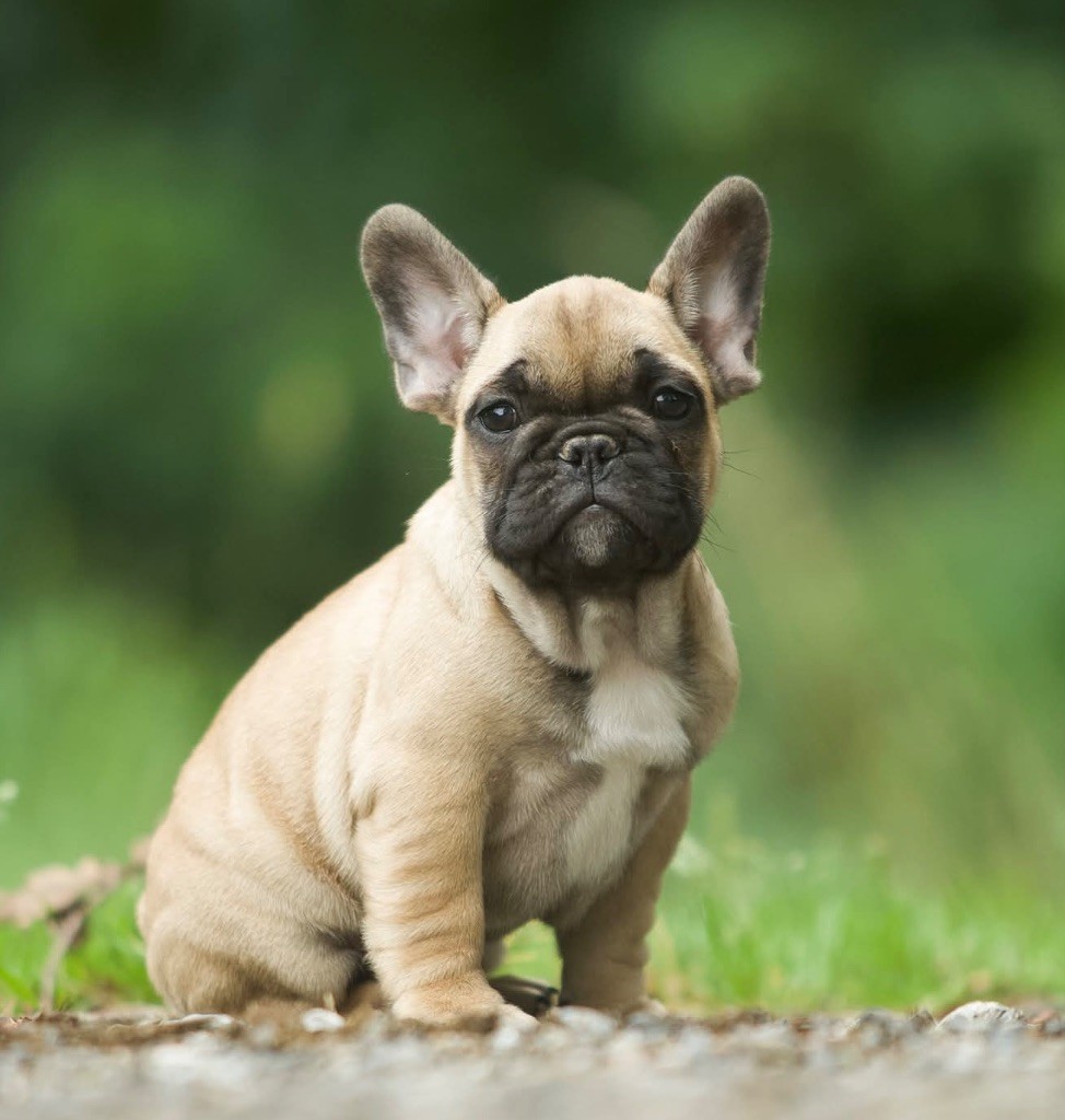 Du Val De Capsil - Chiots disponibles - Bouledogue français