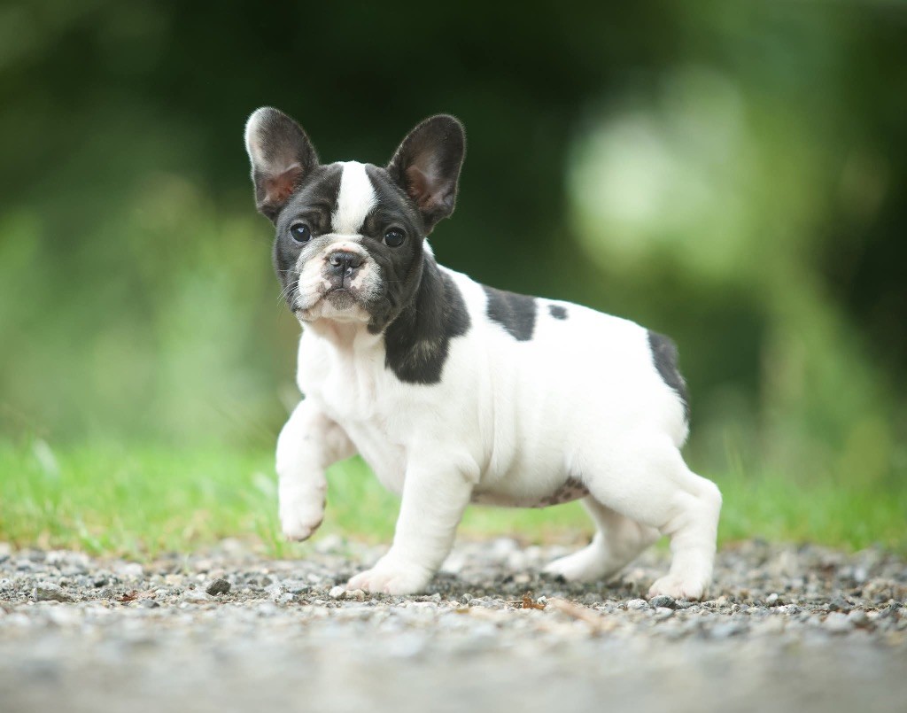 Du Val De Capsil - Chiots disponibles - Bouledogue français